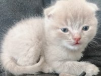 SCOTTISH FOLD
