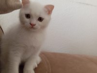 Scottish fold british silver blue point bebekler