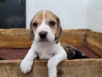 Beagle yavrularımız ırk garantilidir