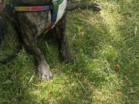 French bulldog köpeğime eş arıyorum