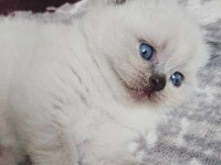 1 aylık cins kediler satılıktır blue point oyuncu kedisi