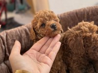 Toy poodle bebek köpeği