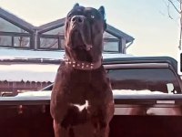 70 günlük dişi blue ve siyah cane corso yavrular