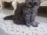 2 Aylık british shorthair