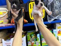 French bulldog orijinal ve sağlık garantili