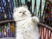 British Longhair Güzelliklerimiz