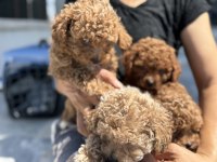 Ankaranın en elit kore maltipoo yavruları