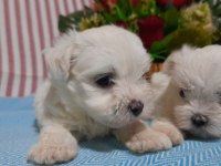 Kore Kan Maltese Bebekler
