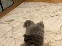 7 yaşında british longhair