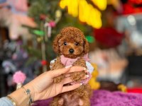 Kg garantili Kore toy poodle yavrularımız