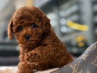RED BROWN KORE TOY POODLE YAVRULAR