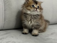 BRİTİSH LONGHAİR YAVRULAR
