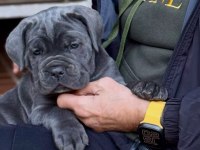 Evinizin neşesi cane corso bebişler her yere kapıda öde