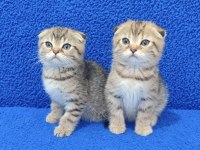 Teslime Hazır Mükemmel Bir Scottish Fold Yavrular