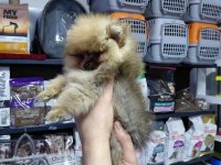 Pomeranian dişi yavrumuz