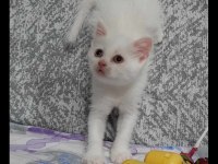 UĞUR BÖCEKLERİM