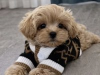 Kore maltipoo yavruları