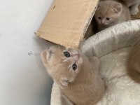 British shorthair 2 aylık kedimiz