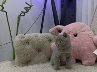 İri Gözlü Oyuncu Yavru British Shorthair