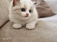 Ragdoll sealbicolor oğullarımızı sahiplendiriyoruz