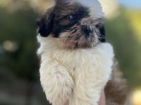 Shih Tzu Yavrular