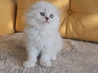 2.5 aylık anne baba şecereli british longhair yavrular