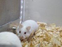 Gonzales hamster