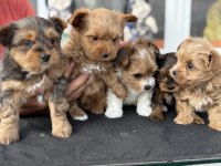 Petmode köpek çiftliğinden tea cup morkie