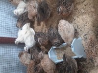 Damızlık ve yavru bıldırcın yumurtası bulunur