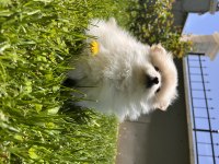 Kremalı Pomeranian Spitz Dişi