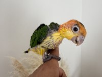 BEBEK KAYIK PAPAĞANI PORTAKAL KAFA