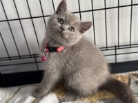 A kalite ayıcık british shorthair yavrular