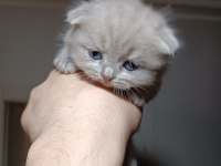 Dünyalar tatlısı ömürlük scottish fold dostlar