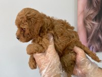 Efsane poodle yavrular