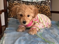 dişi kızımız maltipoo
