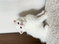 2 Aylık Scottish Fold
