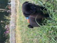IRK GAANTİLİ ORJİNAL PUG