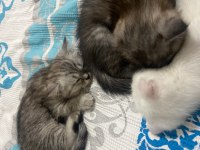 Silver tabby british shorthair