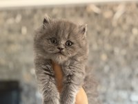 BRITISH LONGHAIR GRİ YAVRULARIM