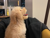 Maltipoo yılbaşı hediyeniz hazır mı?