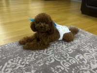 Kore poodle yavrular