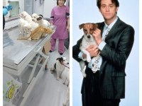 40 günlük jack russell köpekler