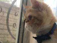 Exotic shorthair 6 aylık