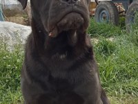 6 aylık dişi cane corso acil uygun fiyat