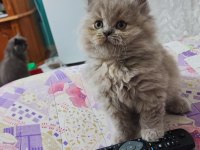 Prensesim ilansa british longhair