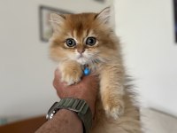 Ankarada ziyarete açık golden british shorthar yavrular