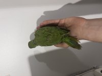 Yeme düşmüş evcil pakistan papağanı