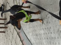 7 aylık pinscher yavrumuz sahiplendirilecek