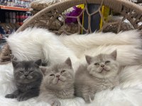 British shorthair yavrularımız yeni yuvasını arıyor