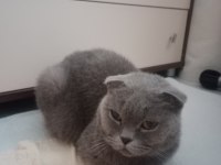 Hamile scottish fold kedim
